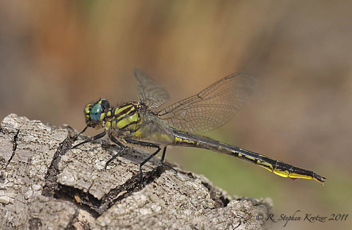 Phanogomphus australis, female